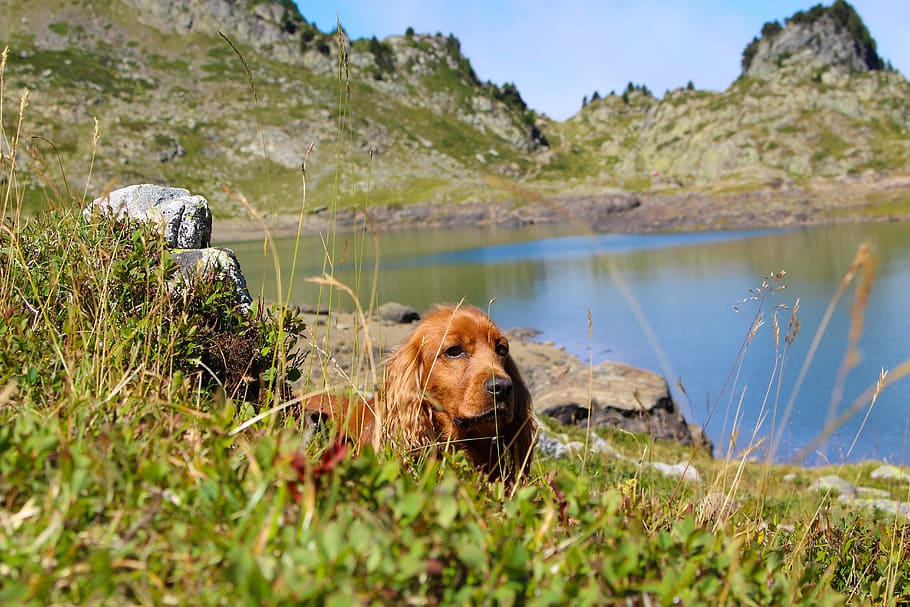 dog-cocker-cocker-spaniel-animals.jpg