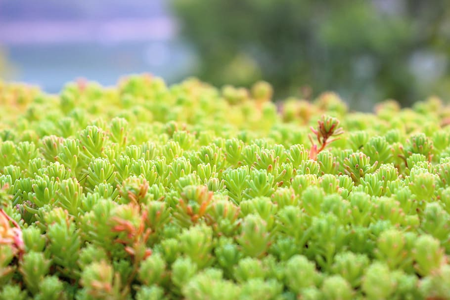 green, figs, nature, grass, garden, flora, plant, growth, flower HD wallpaper