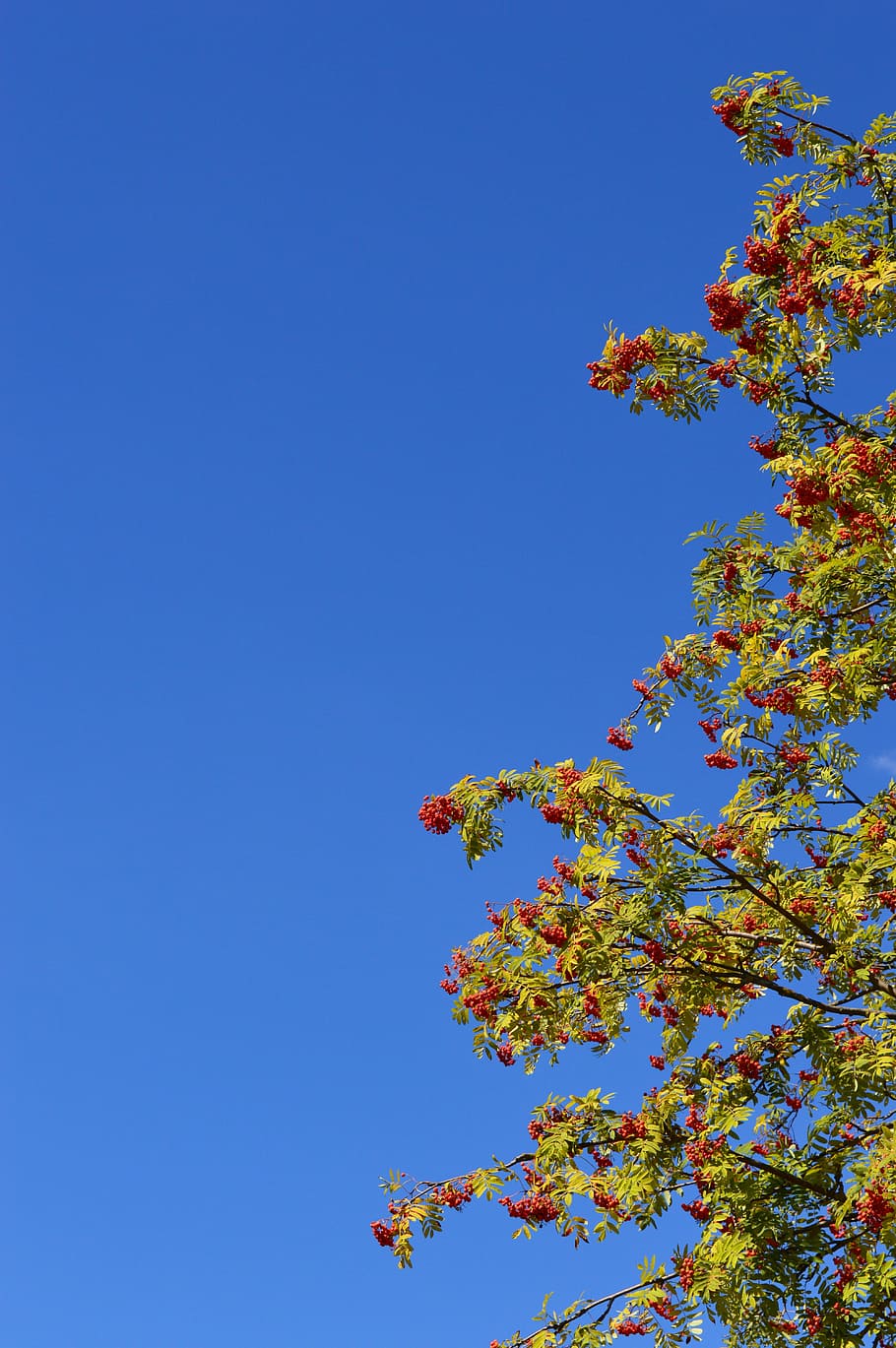 Rowan, Berry, Red, Leaves, Branch, sky, summer, fruit, in the summer time HD wallpaper