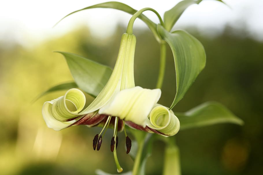 lily, lilium nepalense, nepalinlilja, flower, plant, close-up, HD wallpaper