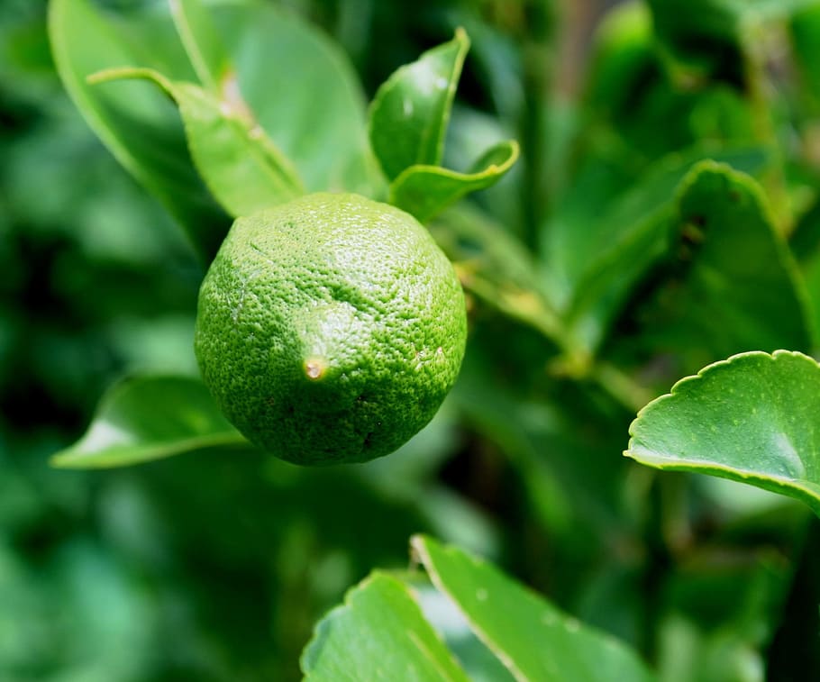 Lemon, Fruit, Tree, Juicy, Food, green, ripe, healthy, fresh HD wallpaper