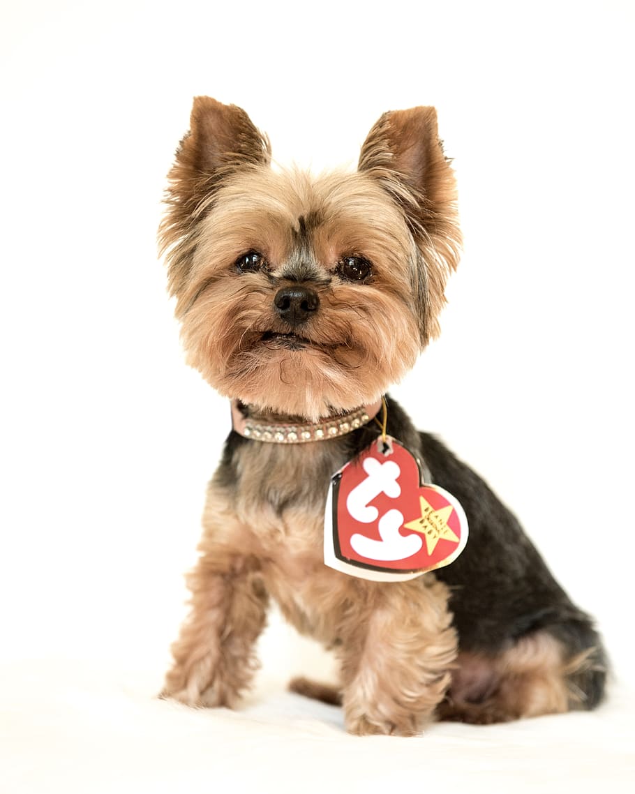 HD wallpaper: yorkshire terrier, yorkie, beanie baby, small, pet ...