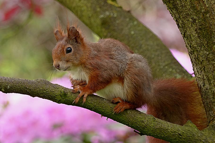 squirrel on tree branch, sciurus, animal, mammal, garden, animal themes HD wallpaper