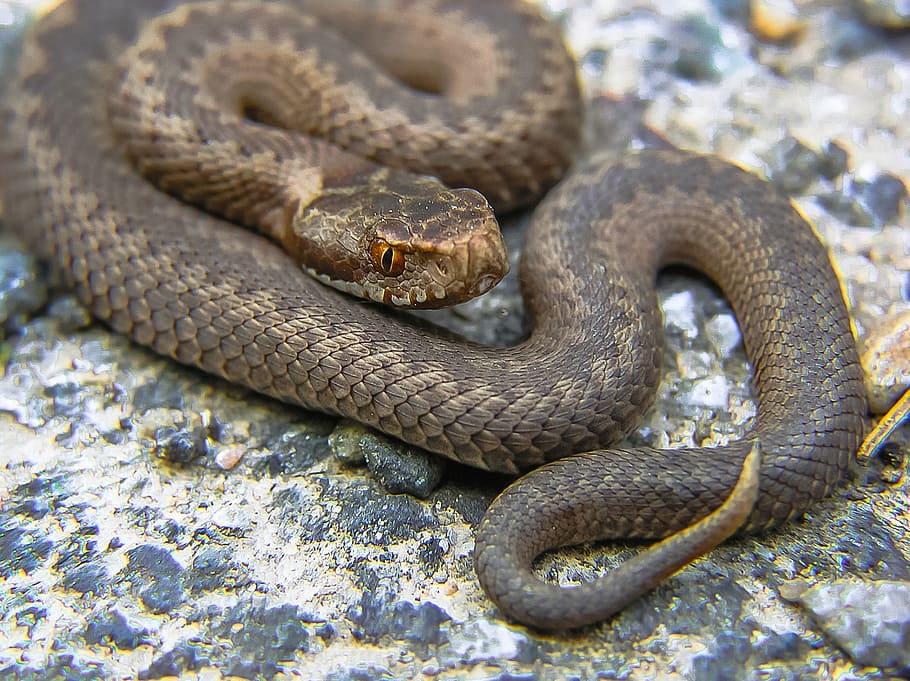 brown snake, viper, nature, animal themes, reptile, one animal HD wallpaper
