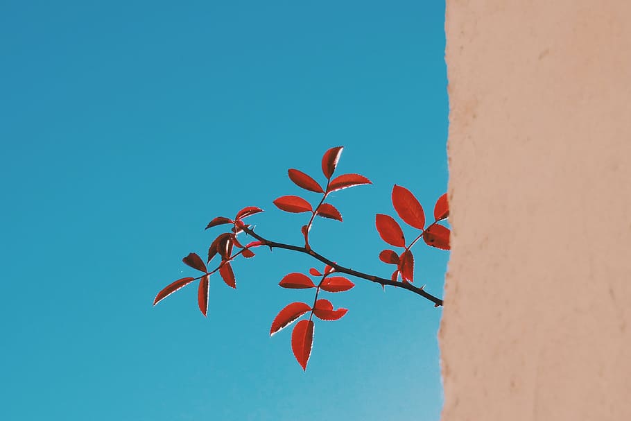 red leafed plant with thorns, twig, branch, tree, nature, looking HD wallpaper