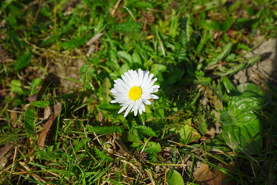daisy, flower, blossom, bloom, white, bellis philosophy, multiannual daisy HD wallpaper