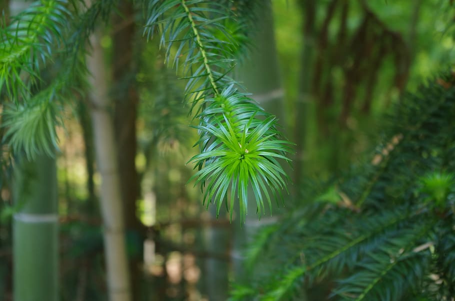 plant, loose leaf, green, green color, tree, growth, nature HD wallpaper