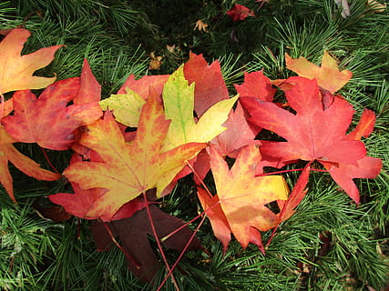 leaves, nature, fall, sheet liquidambar, color, red leaves HD wallpaper