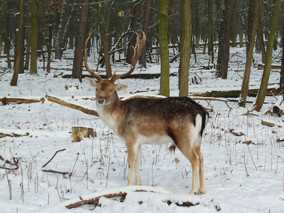 Hirsch, Fallow Deer, Winter, Snow, forest, blade, antler, flock HD wallpaper