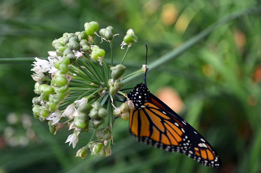 Monarch, Butterfly, Macro, Insect, nature, wings, colorful HD wallpaper