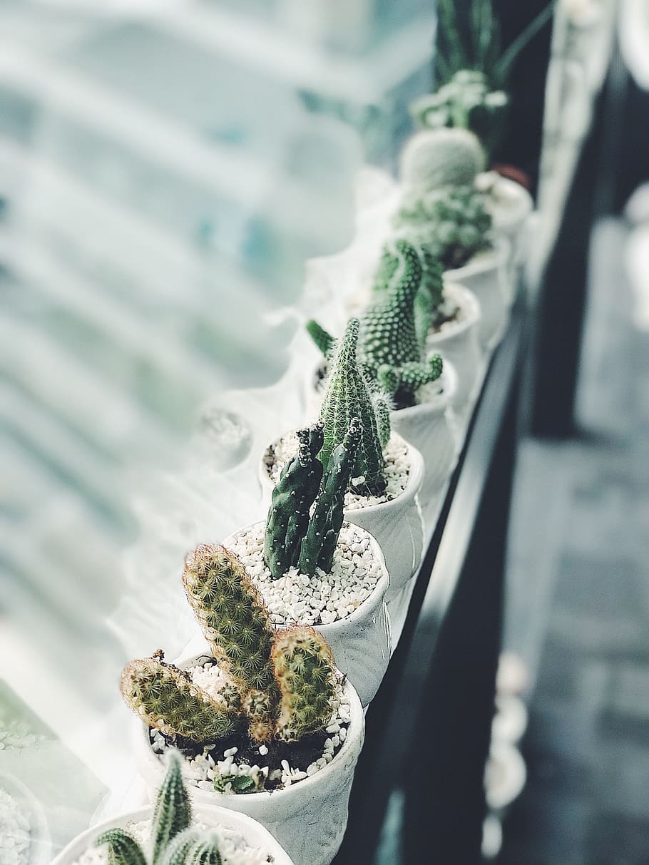Cactus Plants, cacti, decor, flora, pot plants, prickly, window HD wallpaper