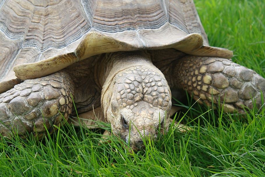 Zoo, Animals, Nature, Wild, Africa, turtle, tortoise, grass HD wallpaper