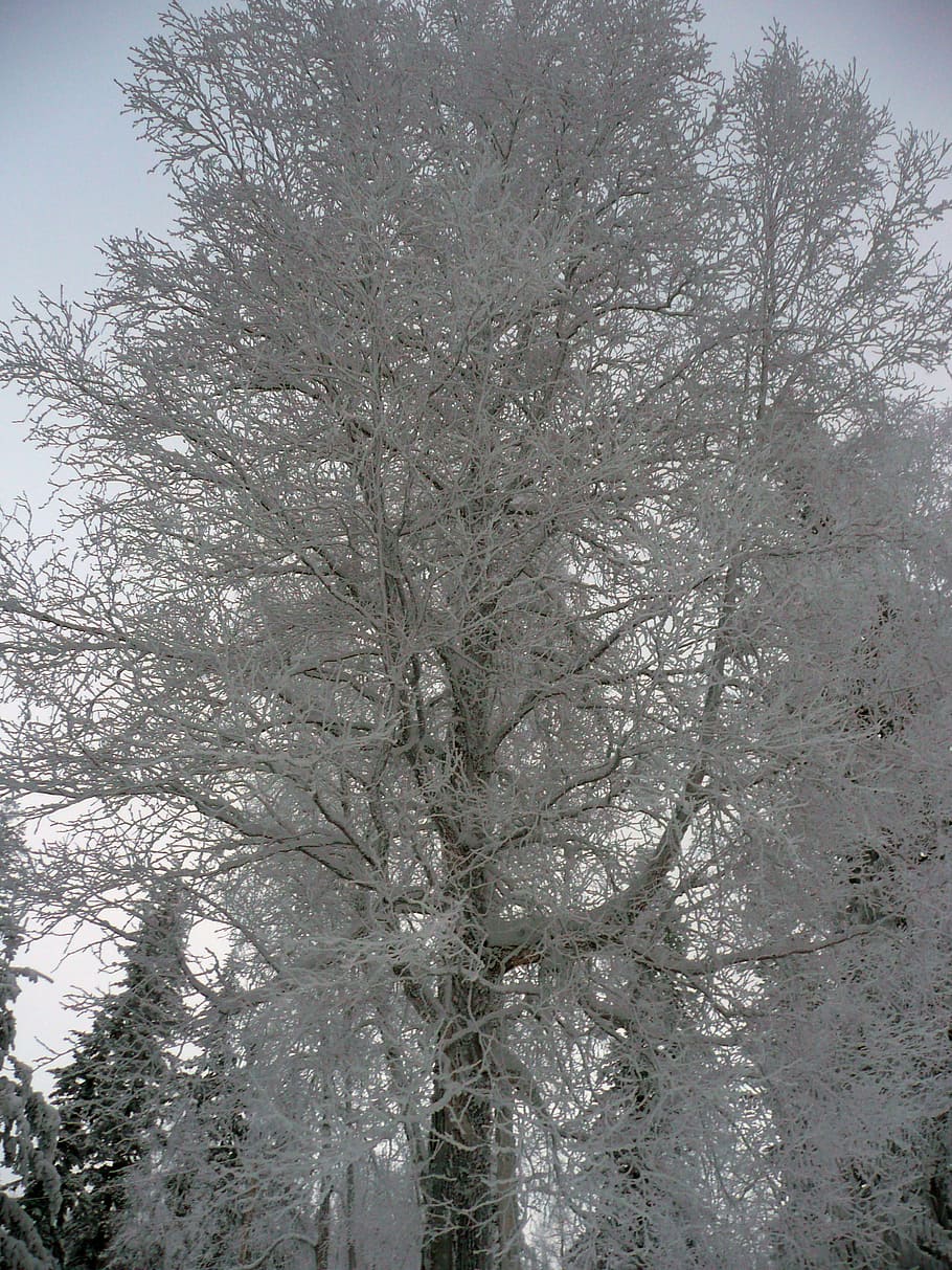 winter, trees, winter magic, snow, cold, nature, weather, plant HD wallpaper