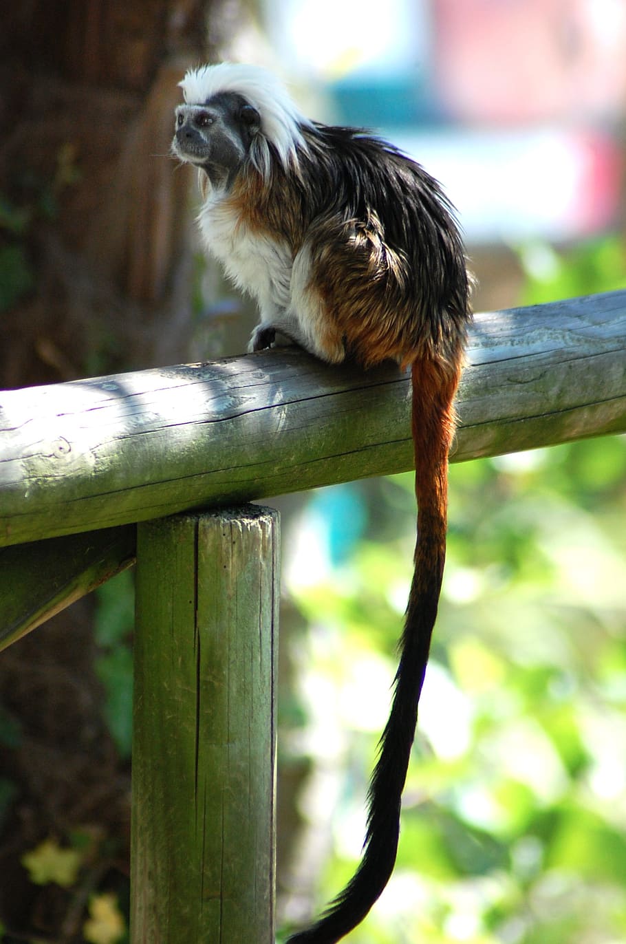 monkey, zoo, animals, nature, rest, wood, colors, italy, white HD wallpaper