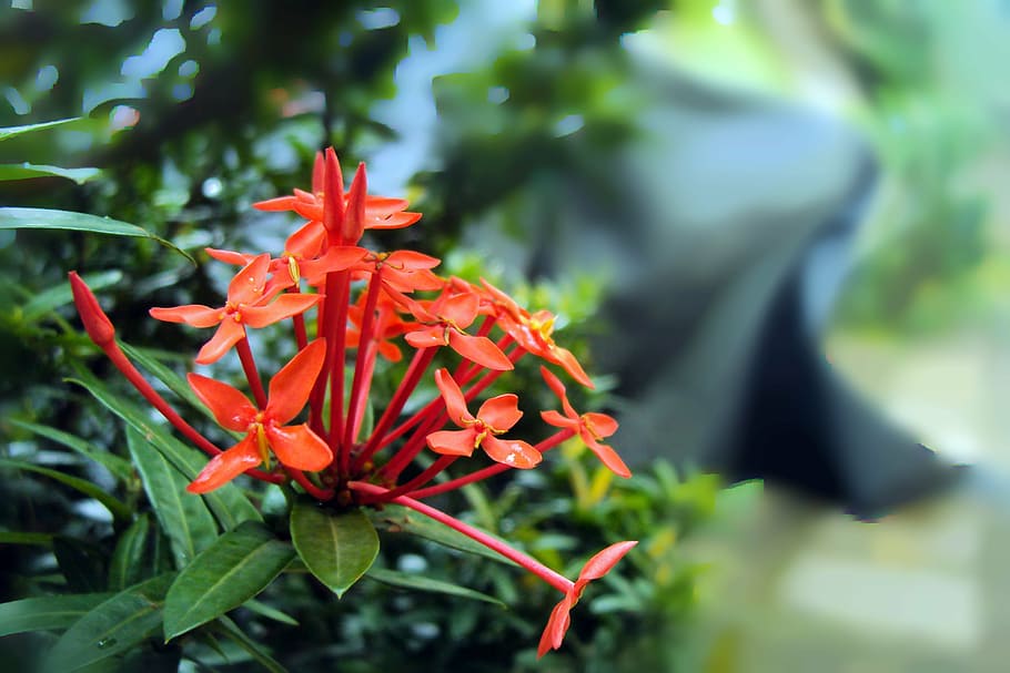 HD wallpaper: santan flower, kanakambaram, kanakambaram flower, sri