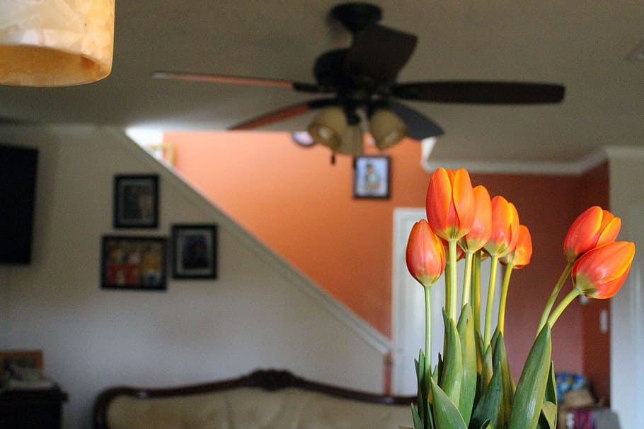 Hd Wallpaper Brown 5 Blade Ceiling Fan Tulips Indoors