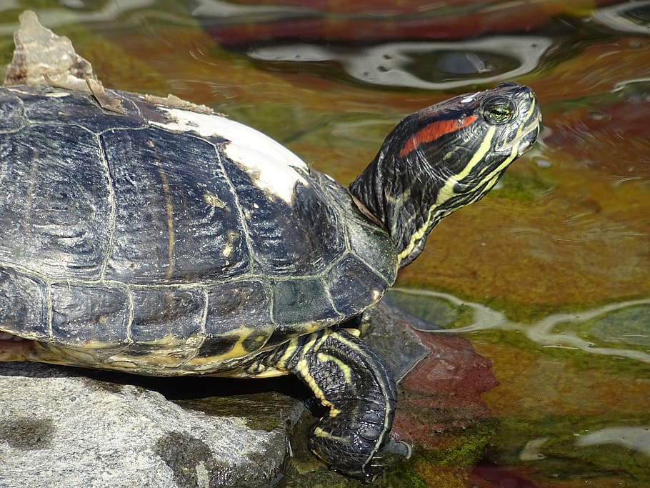 turtle, pond, water, reptile, terrapin, shell, aquatic, animal HD wallpaper