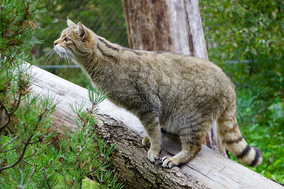 brown cat standing on brown trunk, nature, animals, wildcat HD wallpaper