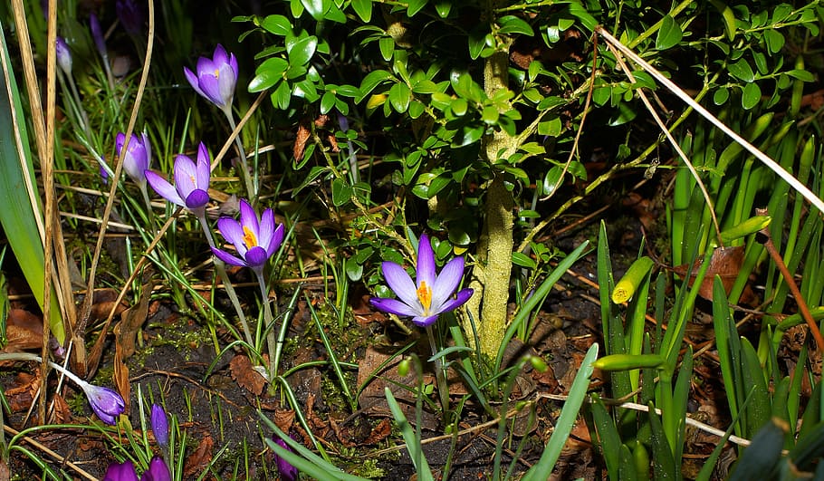 crocus, flowers, beginning of march, purple, spring flowers, HD wallpaper