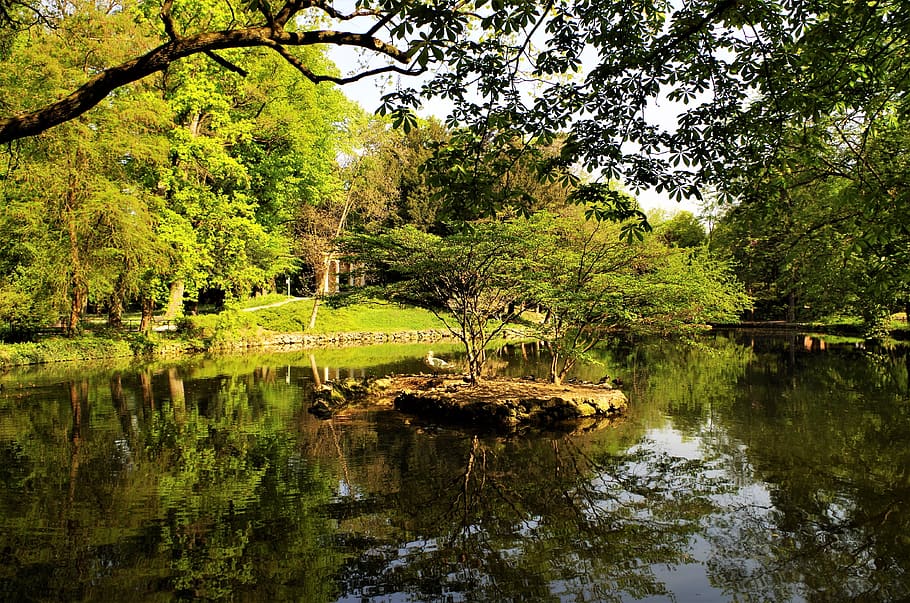 park, green, pond, tree, plant, reflection, water, lake, beauty in nature HD wallpaper