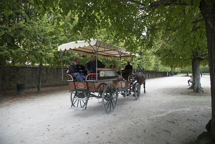 fontainebleau, carriage, ride, horses, path, tree, nature, landscape, HD wallpaper