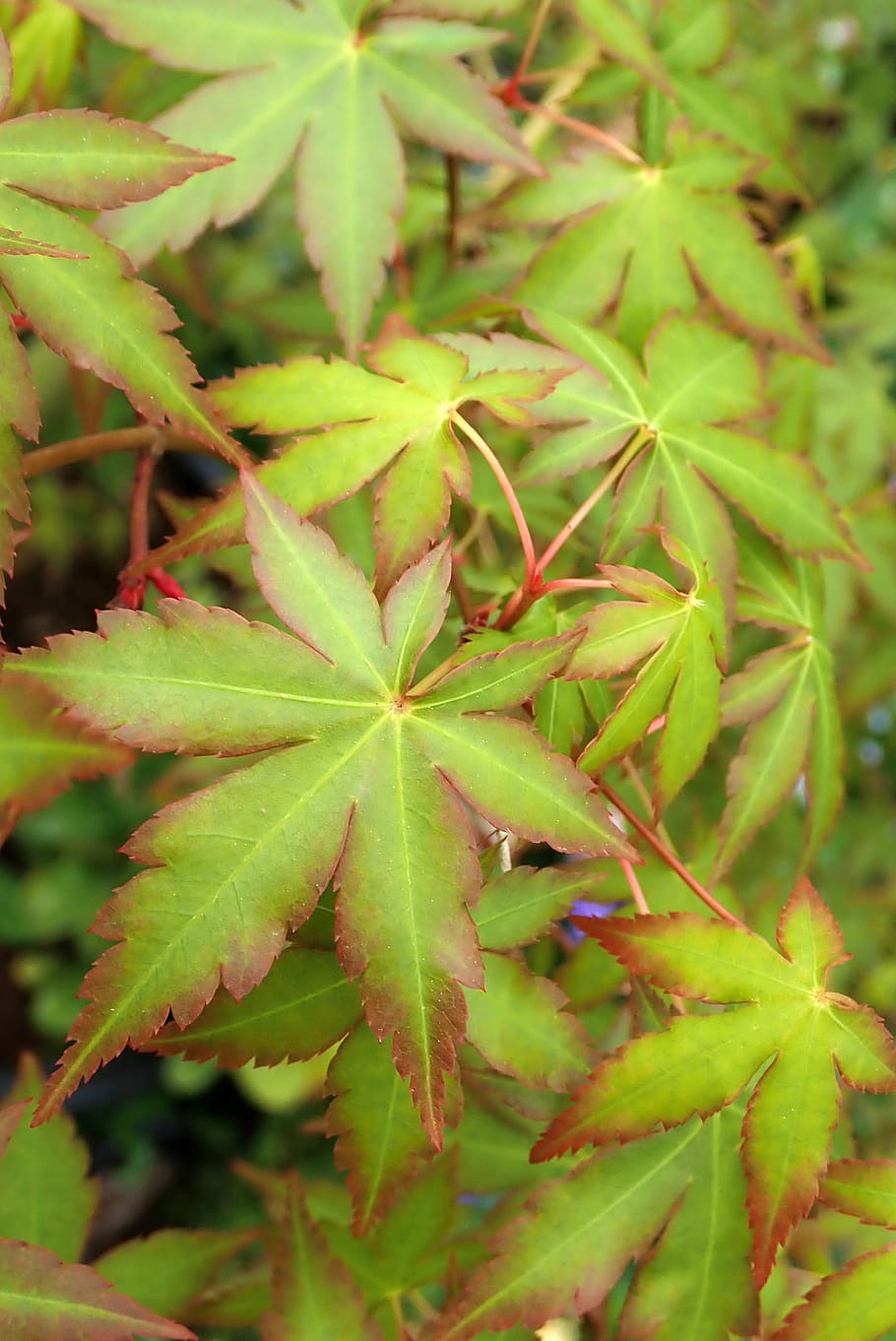 leaves, maple, spring, tree, garden, nature, green color, plant HD wallpaper