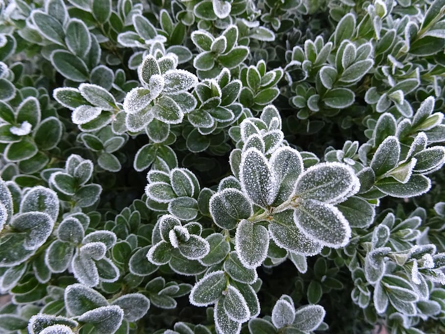 frost, winter, nature, beauty in nature, plant, growth, no people HD wallpaper