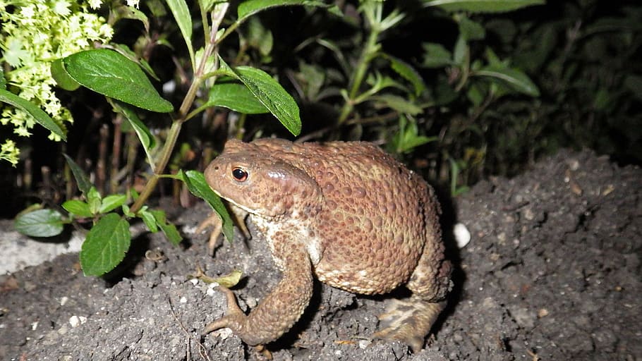 toad, frog, nature, animal themes, one animal, animal wildlife HD wallpaper