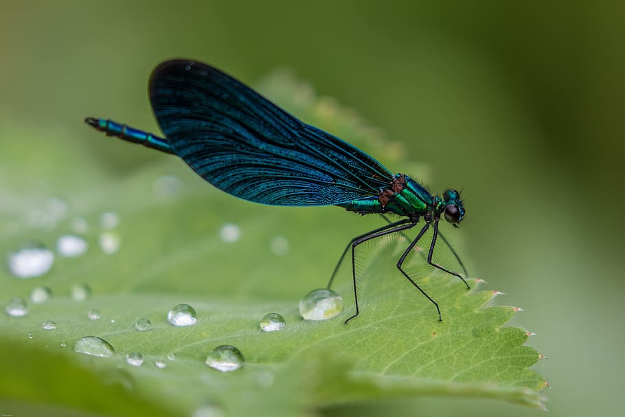 shallow focus photography of blue insect on green leaf during daytime