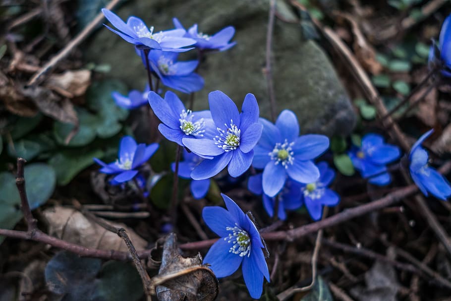 Flower, Forest, Spring, blue, purple, growth, no people, outdoors HD wallpaper