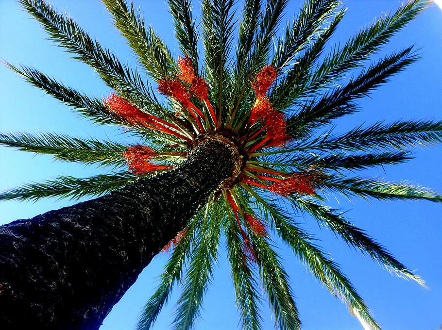 palm tree, alcocebre, nature, plant, tropical climate, growth HD wallpaper