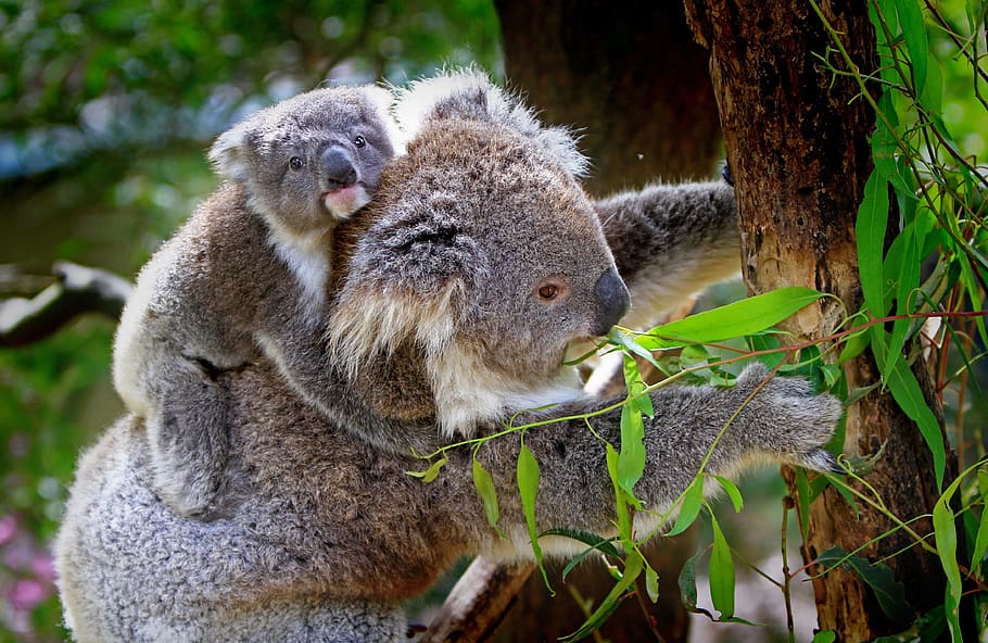 koala bear eating plants, animals, mammals, australian, grey