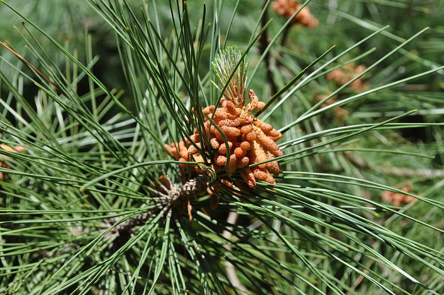 nature, pinecone, green, brown, twig, tree, fir, natural, branch HD wallpaper