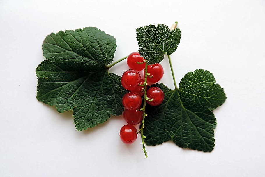 Currant, Fruit, Garden, green color, leaf, food and drink, mint leaf - culinary HD wallpaper