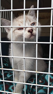 Kitty, Cute, Cat, Cage, Prison, Sad, lonely, trapped, metal HD wallpaper