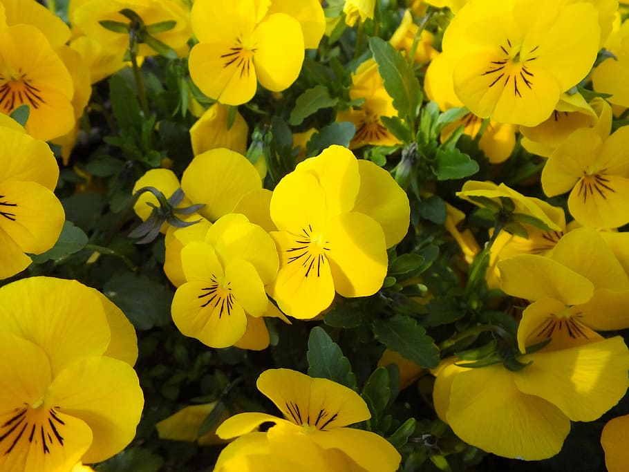 pansy, flowers, spring, close, blossom, bloom, yellow, flowering plant HD wallpaper