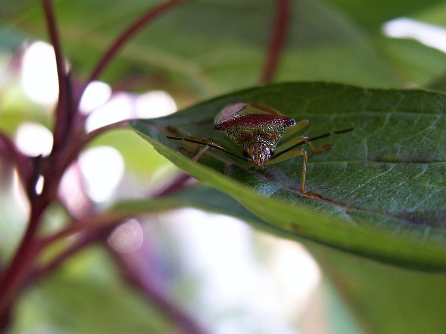 bug, bush, foliage, green, macro, sheet, animal themes, animal wildlife HD wallpaper