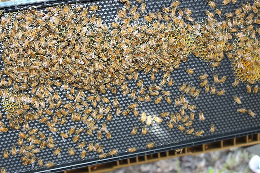 bee, hive, framework, no people, day, pattern, high angle view HD wallpaper