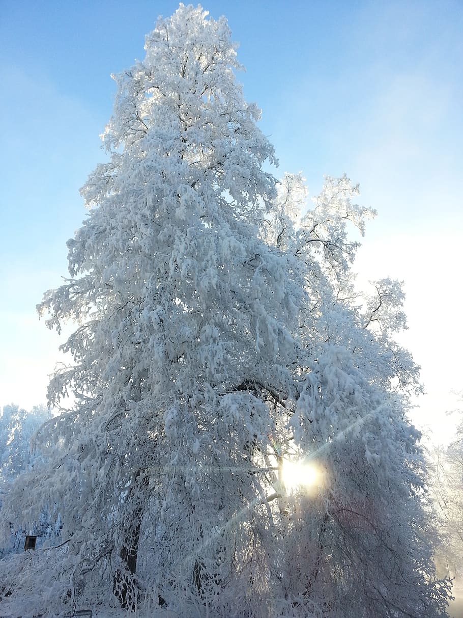 winter, sun, tree, frost, snow, finnish, blue sky, ice, winter landscape HD wallpaper