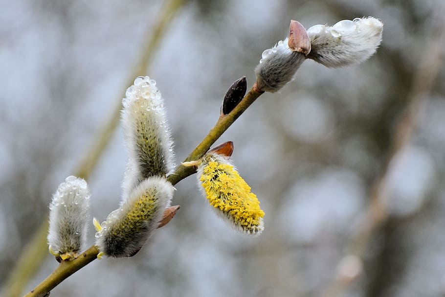 Willow, Catkins, Dewdrop, Spring, Pasture, willow catkins, nature HD wallpaper