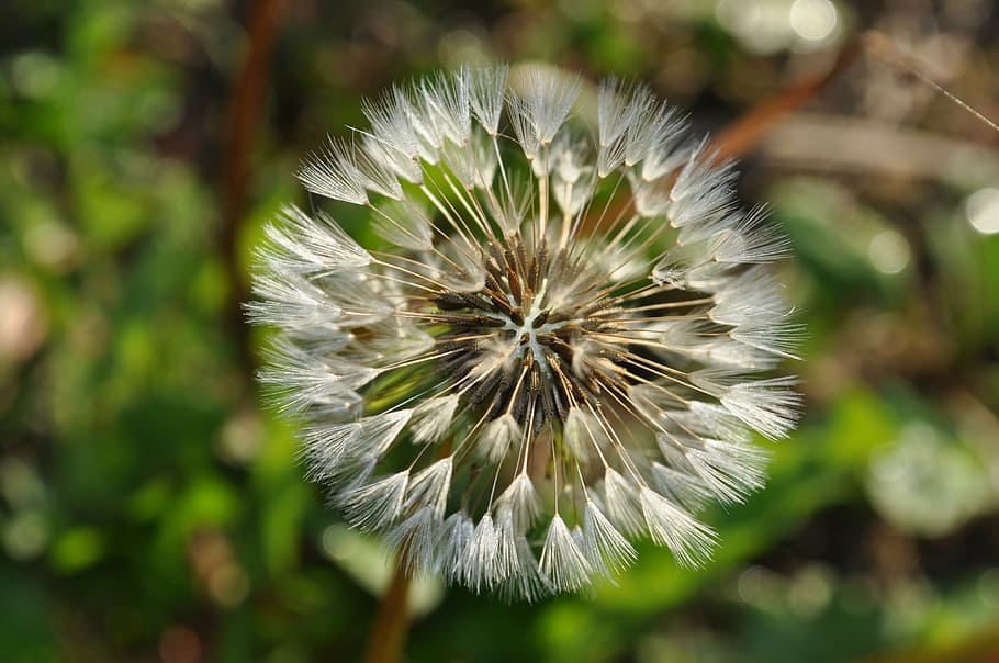 flower, dandelion, dry, seesd, fluffy, nature, close-up, plant HD wallpaper