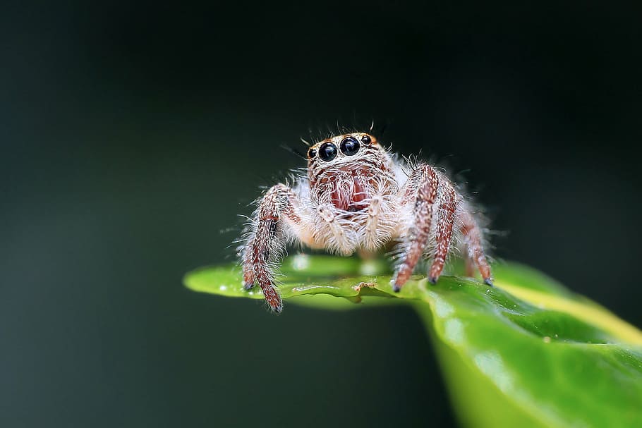 close up photograph of brown jumping spider on green leaf, insect HD wallpaper