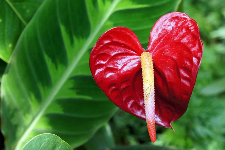 Anthurium, Flower, red, laceleaf, tropical, botany, green, nature, HD wallpaper