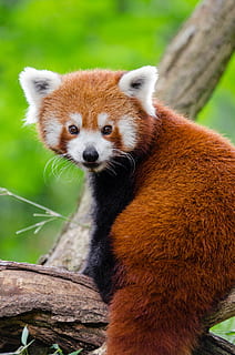 Hd Wallpaper Red Panda On Top Of Tree Branch Adorable Animal Animal Photography Wallpaper Flare