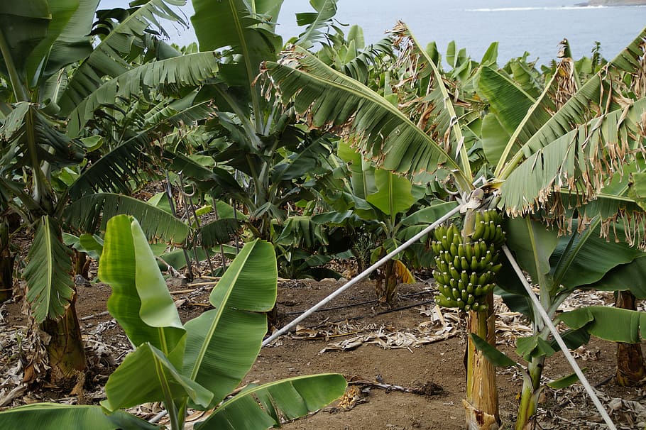 bananas, banana plantation, support, hard, banana shrub, green