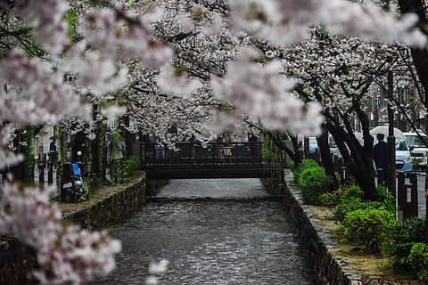 pathway between white cherry blossom trees, gray pathway in middle of cherry trees during daytime HD wallpaper