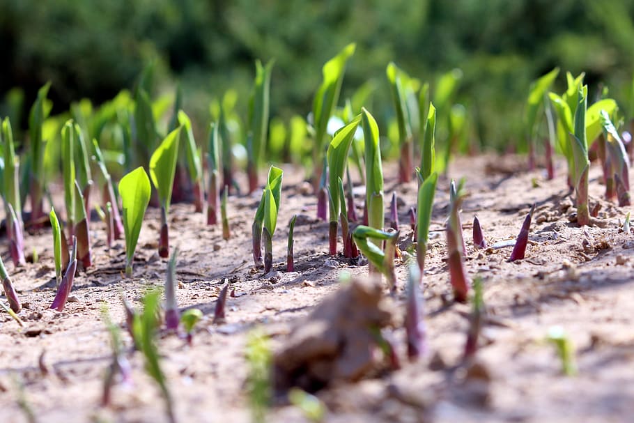 Sprout, Life, Spring, bustling with life, growth, selective focus HD wallpaper