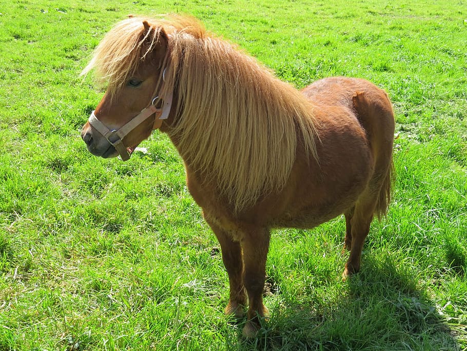 pony, pets, farm, domestic, mammal, grass, domestic animals HD wallpaper