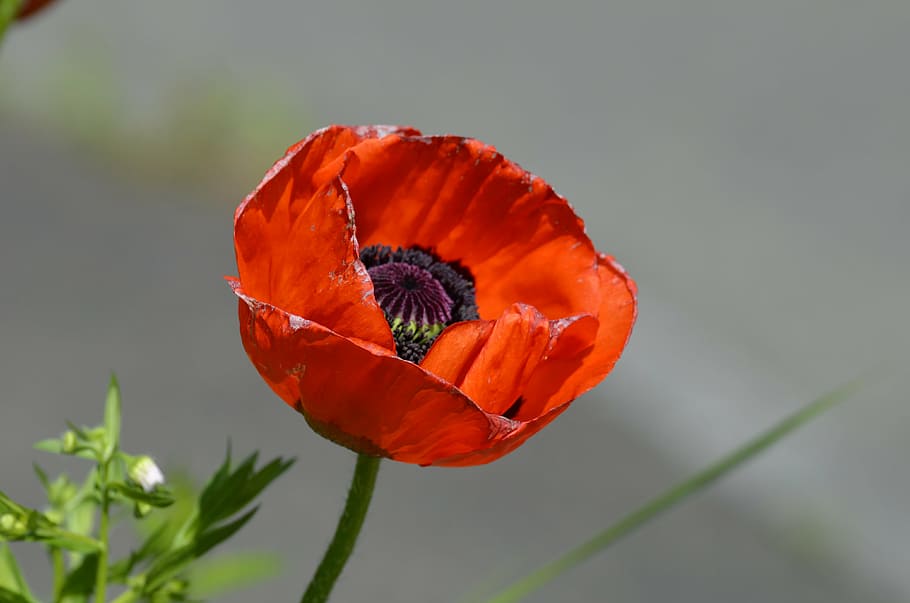 poppy, klaschtmohn, nature, plant, flower, red, petal, summer HD wallpaper