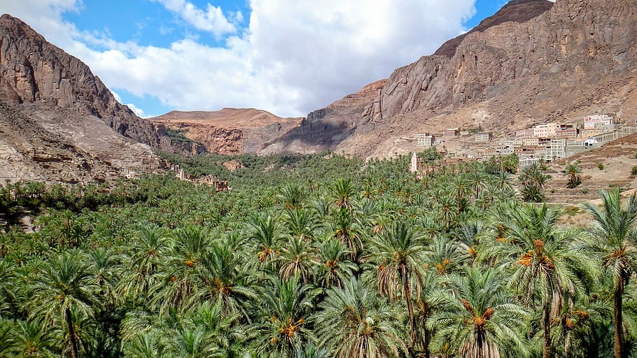 green palm trees between mountain slopes, green coconut trees surrounded by mountain HD wallpaper